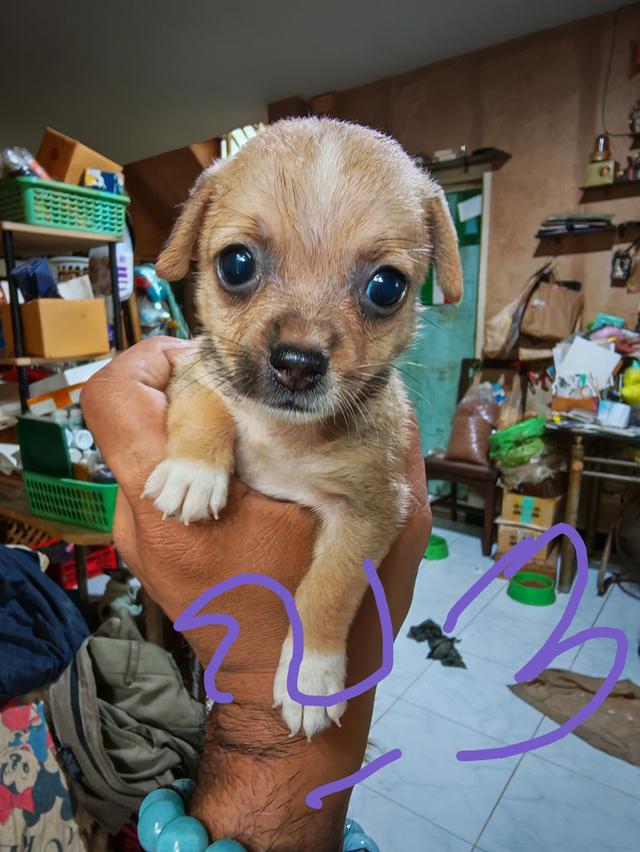 ขายลูกชิวาวา (ลูกหมาเลี้ยงบ้าน) 6