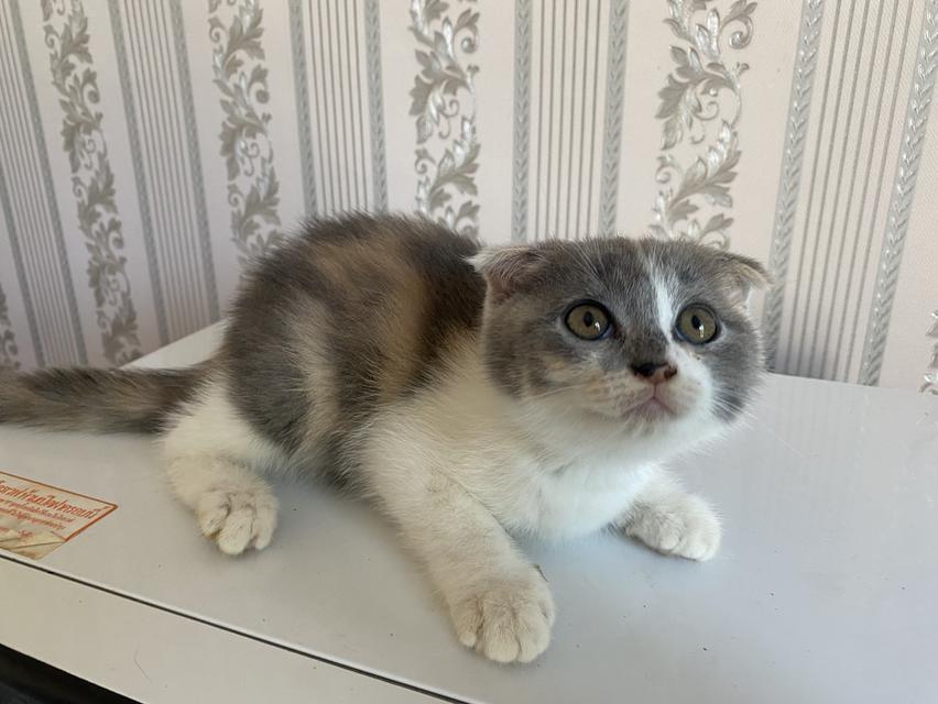 แมวสก็อตติสแท้ 100% ผญ หูพับ