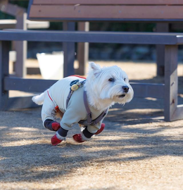 West Highland White Terrier ราคาแบ่งปัน 4