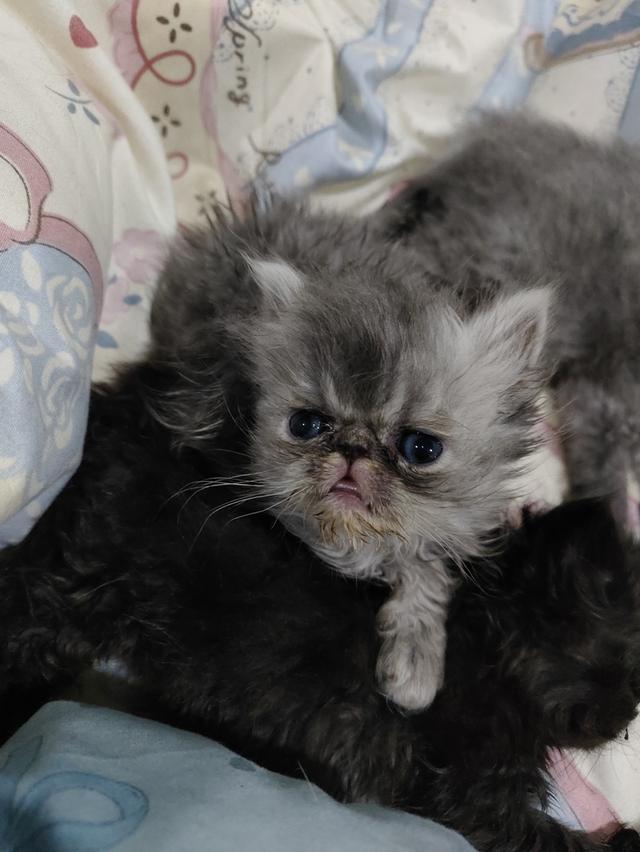 แมวเอ็กโซติกขนยาวแท้