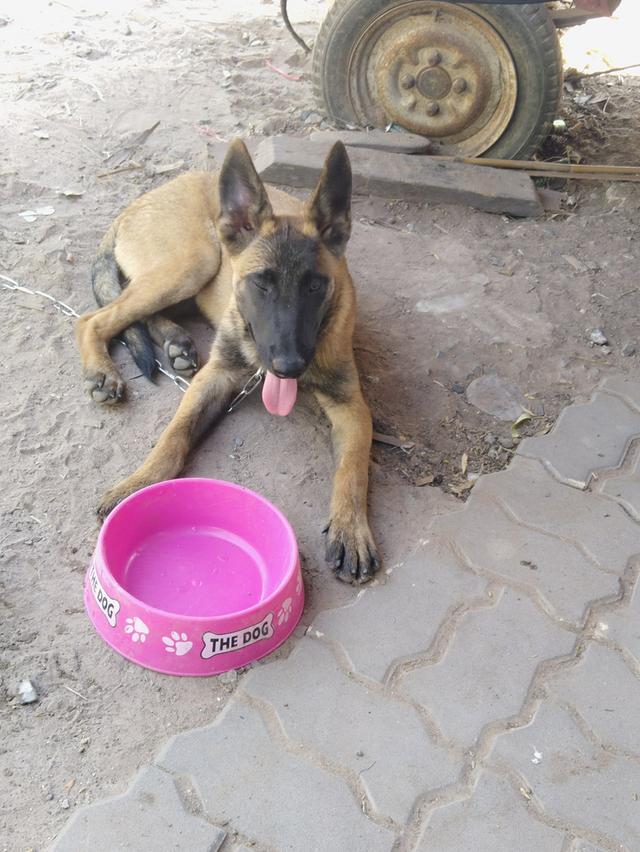 สุนัข พันธุ์เบลเยี่ยม มาลินอยส์ 1