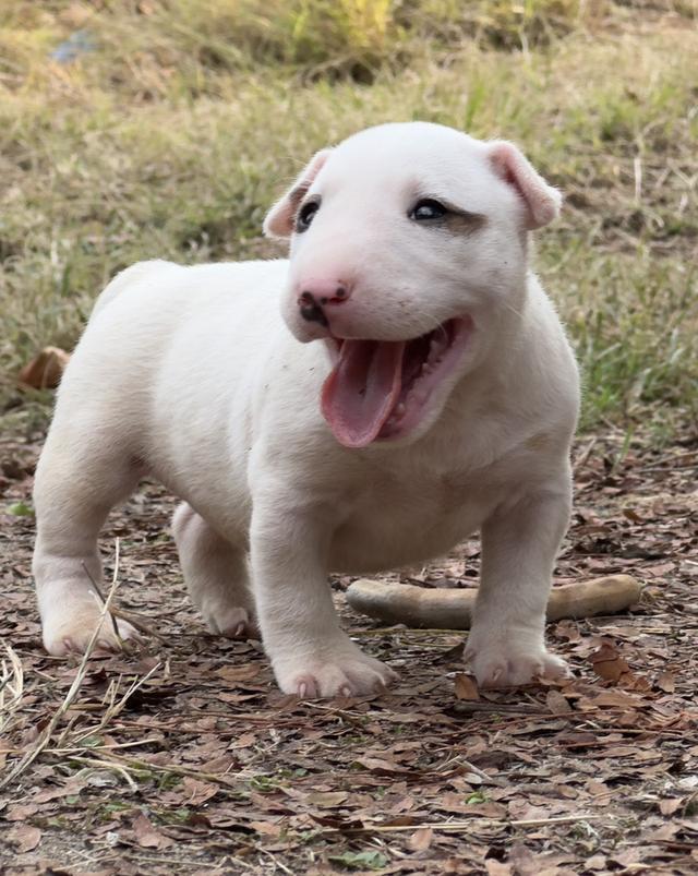 สุนัขบลูเทอเรีย Bullterrier std รูปที่ 10