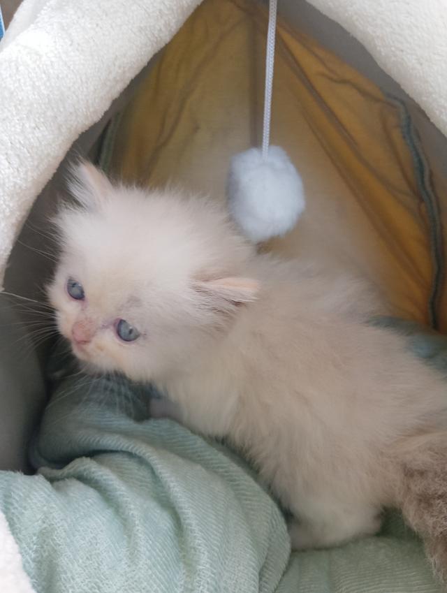 สก็อตติชเพศเมีย น่ารัก รูปที่ 9