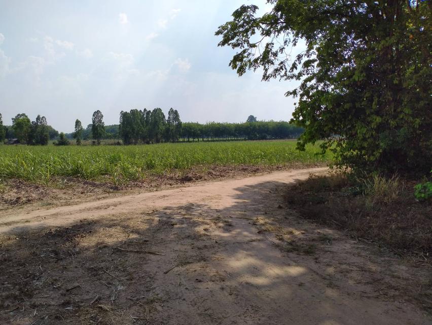 ขายที่ดิน จำนวน 43 ไร่ 3 งาน 49 ตารางวา 3