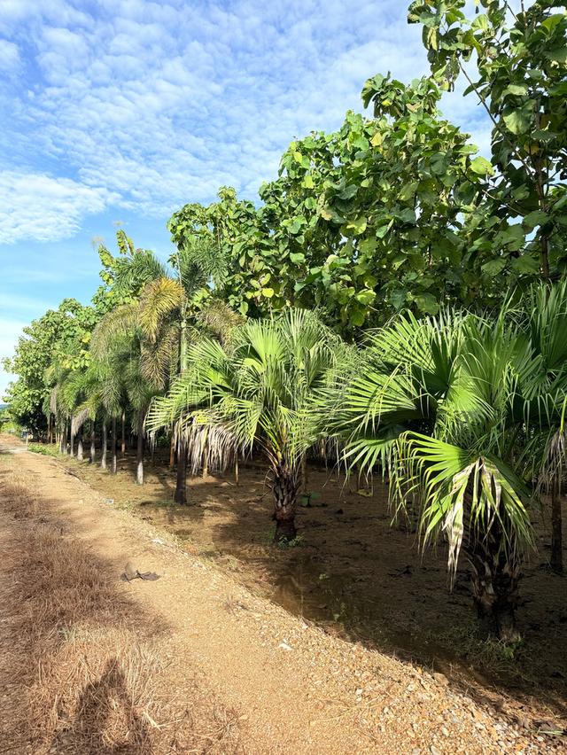 ขายที่ดินพร้อมสิ่งปลูกสร้าง เนื้อที่ 3 ไร่ 1 งาน 94 ตารางวา ตำบลพุแค จังหวัดสระบุรี 1