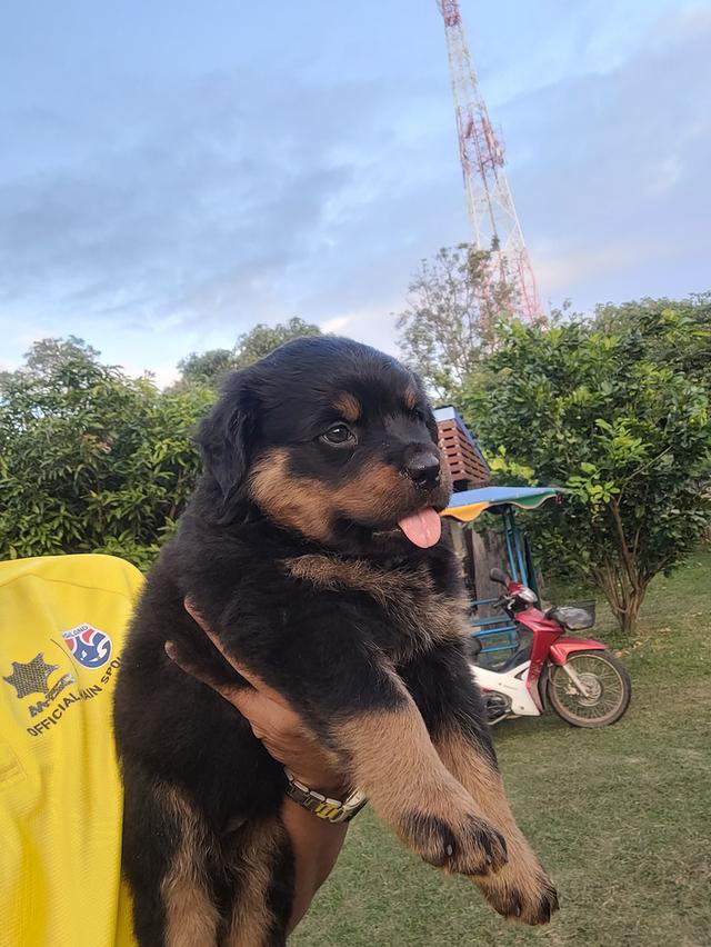 ลูกสุนัขร็อตไวเลอร์พันธุ์แท้สายเลือดนำเข้า 7