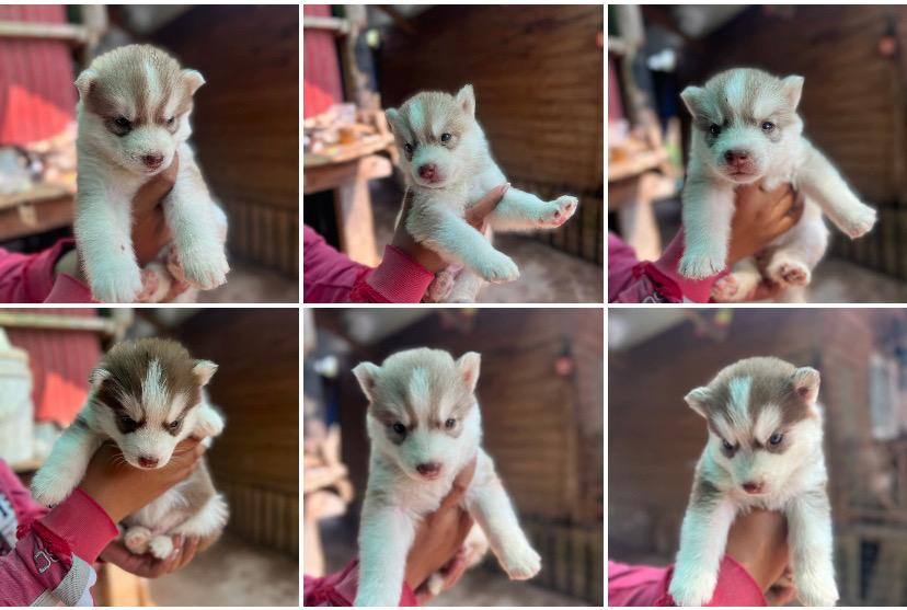 ไซบีเรียนวูดลี่โค้ช ชาย3 หญิง3 รูปย่อยที่ 1