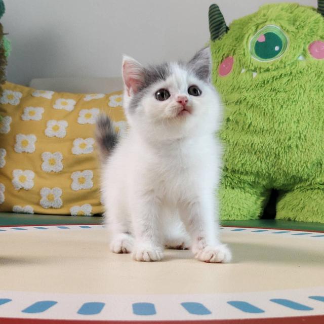 แมว สก๊อตติช Scottish Oscat cattery chiangmai รูปย่อยที่ 3