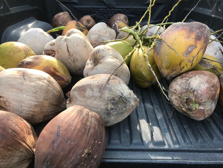 ที่ดิน5ไร่ติดถนนน่าลงทุน เมืองประจวบ 8