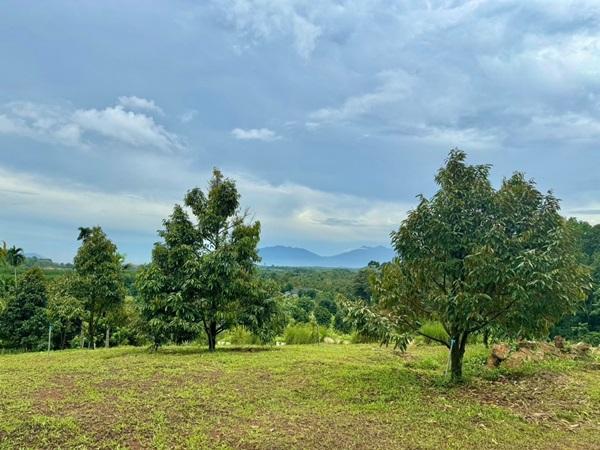 สวนทุเรียนขั้นบันได บ้านตากอากาศบนเขา พร้อมโฉนด! วิวหลักล้าน 11ไร่ อ.มะขาม จันทบุรี โทร 0830132000 9