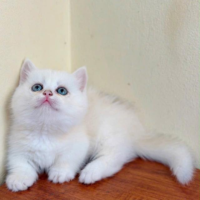 แมวมันช์กิ้น Munchkin ns