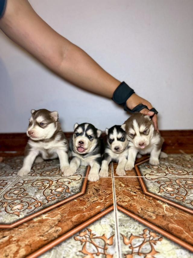 ลูกสุนัขไซบีเรียนฮัสกี้ 2