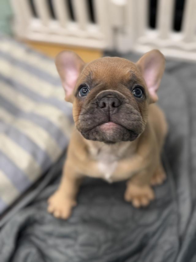French Bulldog 2