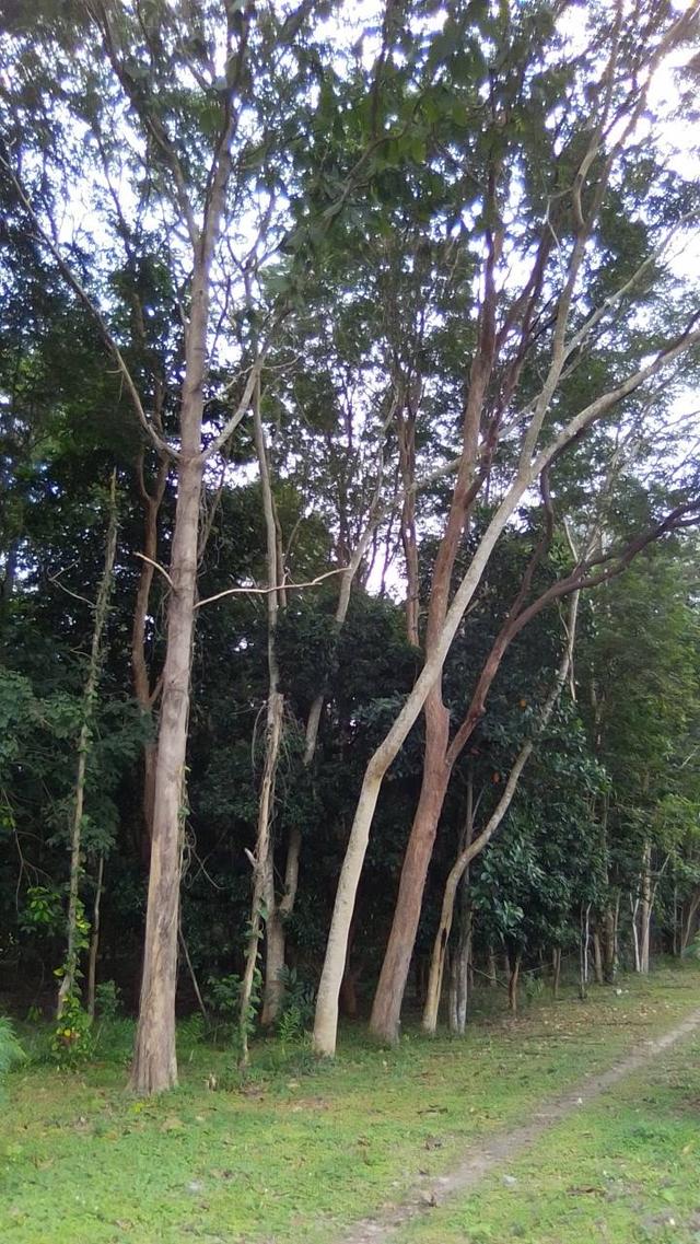 ที่ดินบ้านสวน มุกดาหาร 9