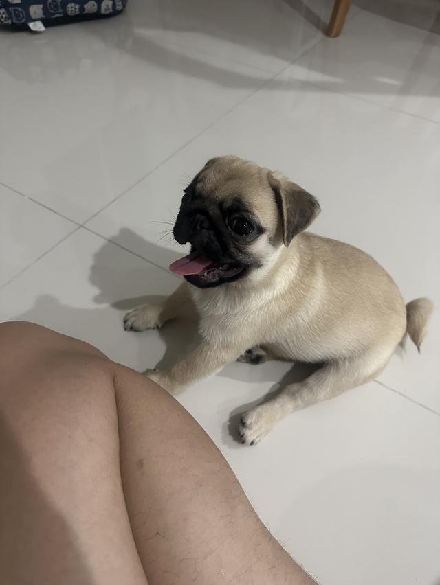 น้องปั๊กผู้ฟญิงหาบ้าน 4