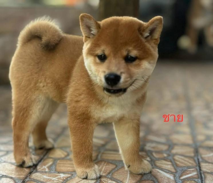 ลูกหมา Shiba หาผู้ปกครอง