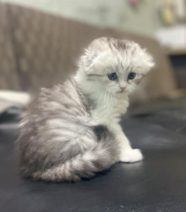 น้องแมวหูพับน่ารัก(หญิง)พร้อมย้ายบ้าน