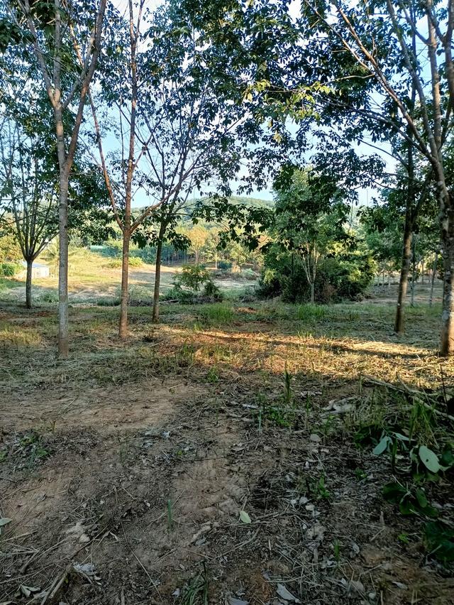 ที่ดินไร่ละ 500,000 ติดถนนเพชรเกษม อ.บางสะพาน จ.ประจวบฯ 2