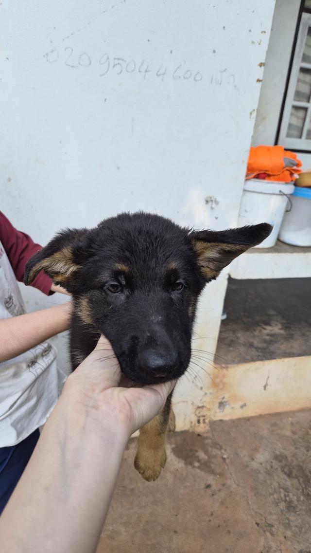 ลูกหมา พันธุ์เยอรมันเชพเพิร์ด แท้!