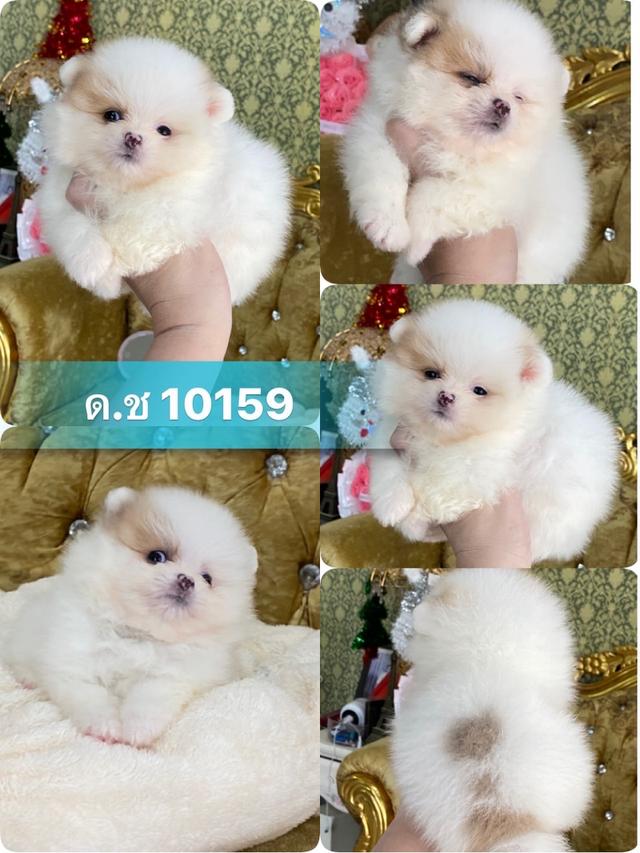 ลูกปอมแท้ ทีคัพ ขนแน่น สีสวย มีหลายตัวจ้า