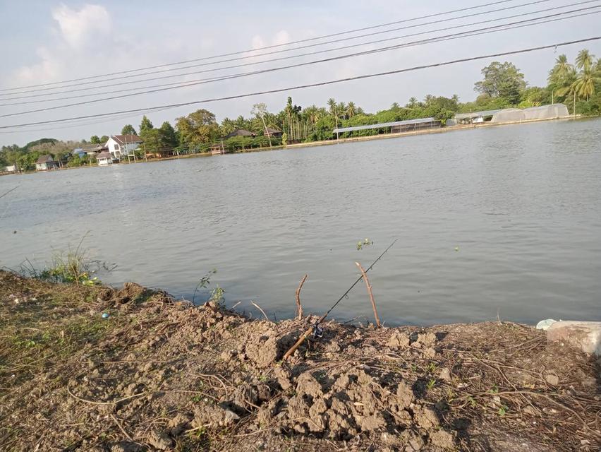 ที่ดินติดแม่น้ำแม่กลอง อำเภอบางคนที จังหวัดสมุทรสงคราม (แปลงสวยฮวงจุ้ยแอ่งท้องมังกร จากซินแสจีนประจำตระกูลเจ้าของที่ที่ทำธุรกิจระดับ TOP 10 ของประเทศ) 5