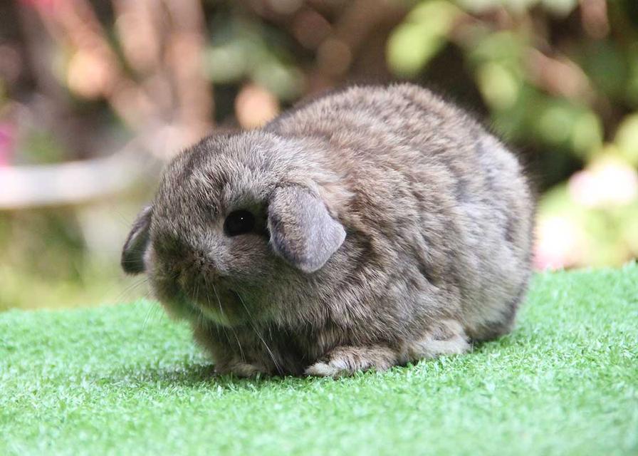 กระต่ายฮอลแลนด์ลอป (ญ) รูปที่ 3