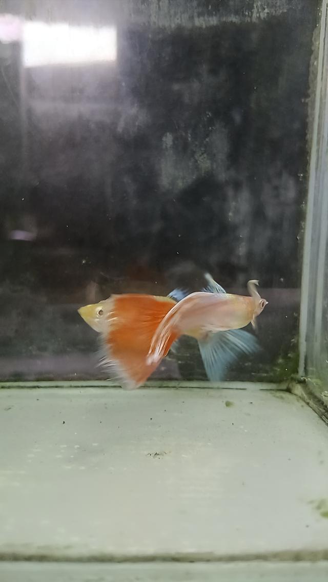 หางนกยูงตาแดงคู่ละ80บาท รูปที่ 5