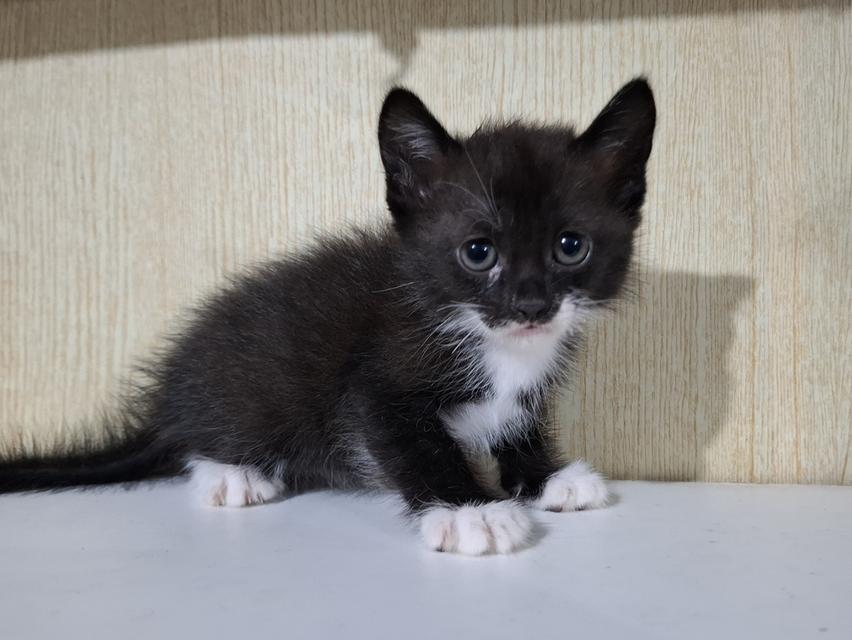 ลูกแมวครึ่งเปอร์เซีย+บริติช รูปที่ 10