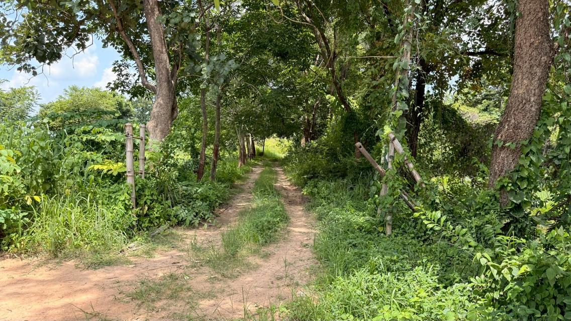 บ้านสวนผสมผสาน 28-0-65 ไร่  ซื้อวันนี้ได้ป่าพะยูง+ไม้เนื้อแข็งหลายชนิดอายุเกินสิบปี + สวนยางพารา 5
