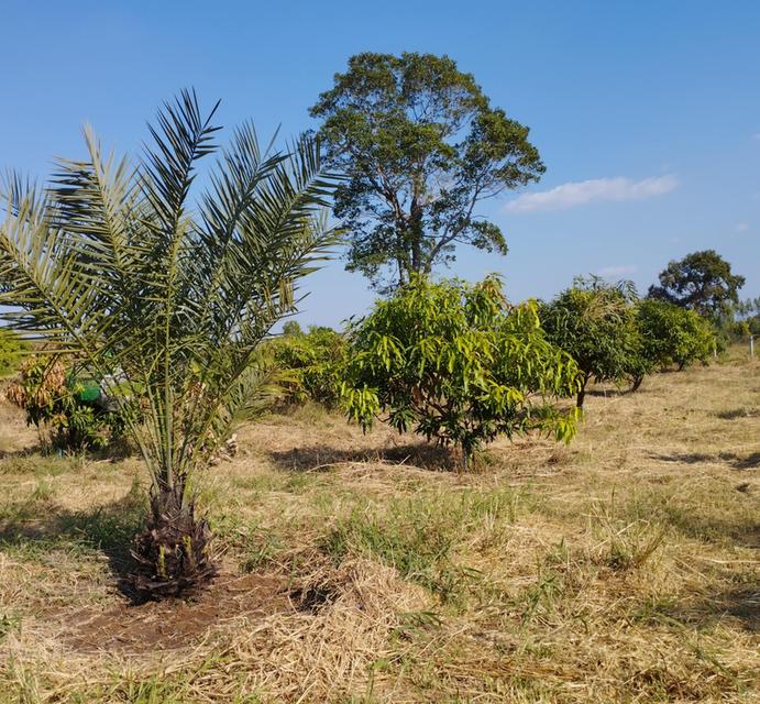 ขายด่วน ที่ดินอีสาน จ.ร้อยเอ็ด 3