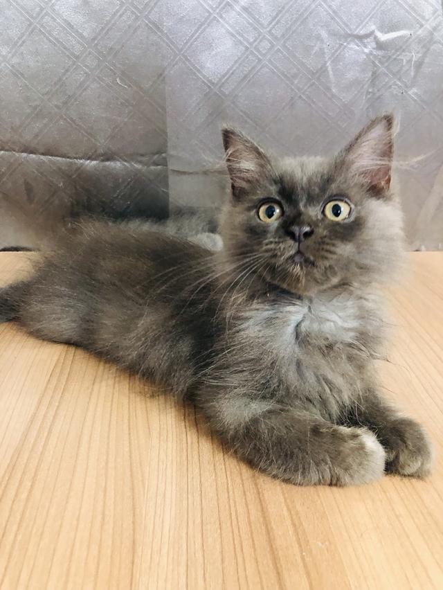 น้องแมวพันธุ์ หิมาลายันผสมชินชิล่า เพศผู้ 3