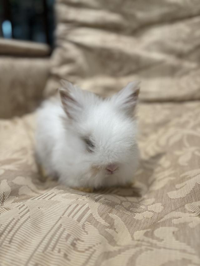Teddy Bear Rabbit