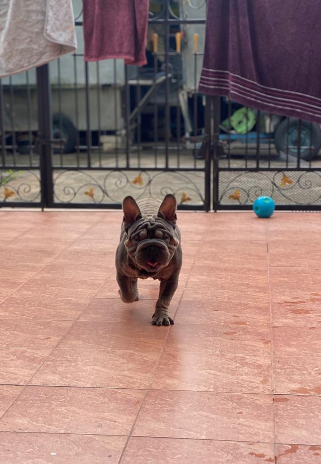 Frenchbulldog velvet big rope 