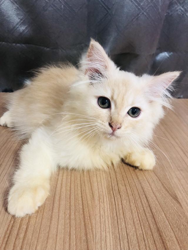 น้องแมวพันธุ์ หิมาลายันผสมชินชิล่า เพศผู้
