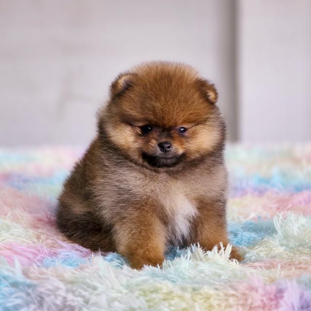 ปอมแท้ฟอร์มหมีไซส์เล็กสีส้มเพศเมียพร้อมย้ายบ้าน