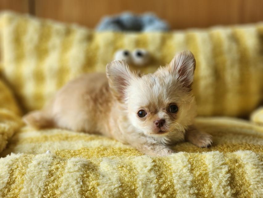 ชิวาวาไซส์จิ๋ว. วัคซีน 2 เข็มแล้ว. อยากมีบ้านคร๊าบบ สุขภาพแข็งแรง รับประกันโรคครับ 😊