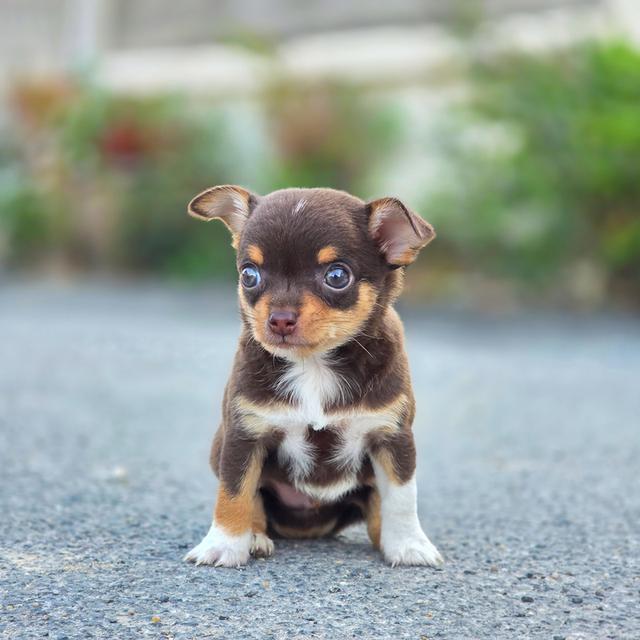 น้องโกโก้ Chihuahuaขนสั้นสีช็อคพร้อมย้ายบ้านจ้า รูปที่ 2