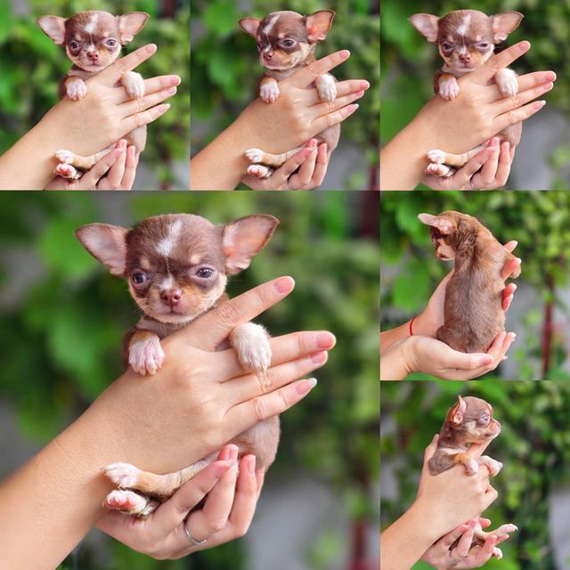 ชิวาวาแท้ขนสั้น สีช็อค เพศเมีย