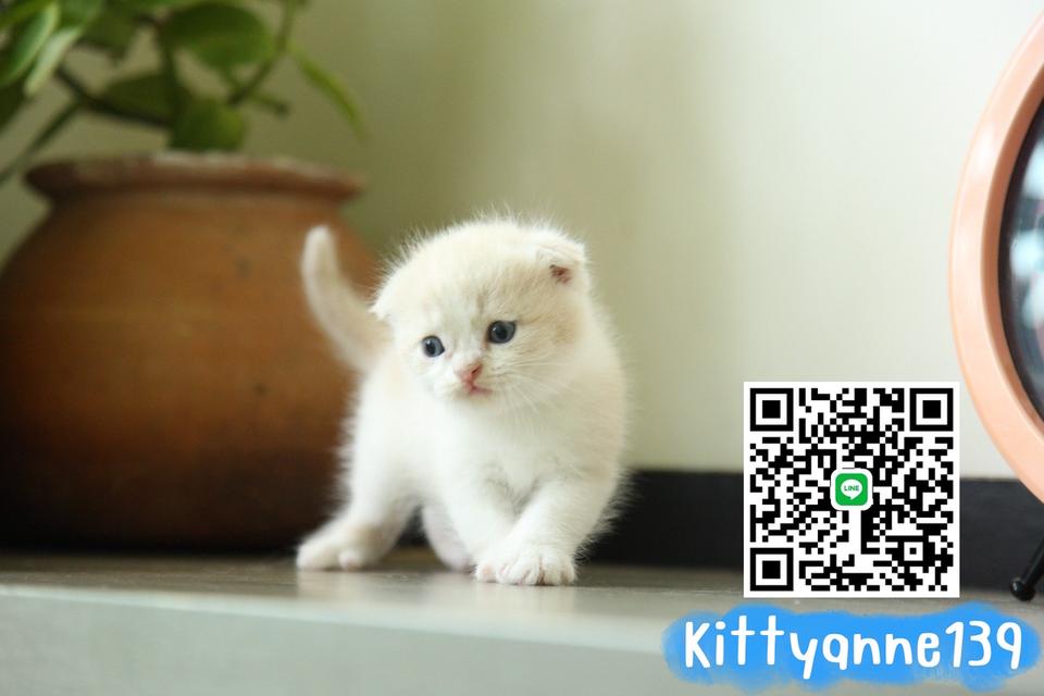 แมวสก็อตติชบริติชแท้ 18