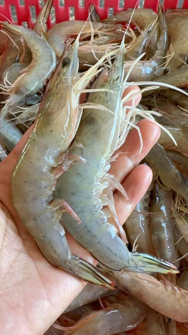 กุ้งแชบ๊วย สดๆใหม่ๆ  4