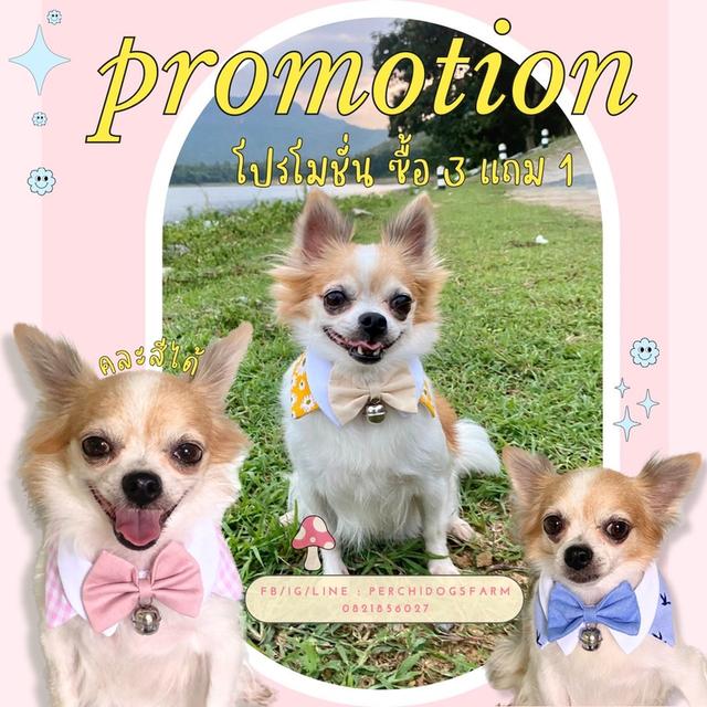 หมา ปลอกคอหมา 3เเถม1 คละเเบบได้