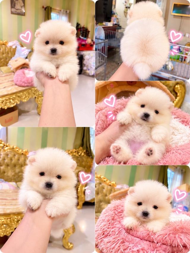 ลูกปอมเมอเรเนียนแท้ พร้อมย้ายบ้าน