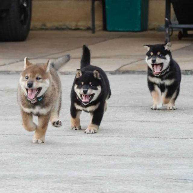Shiba Inu Puppies WhatsApp me : ( +63 985 762 7466 )