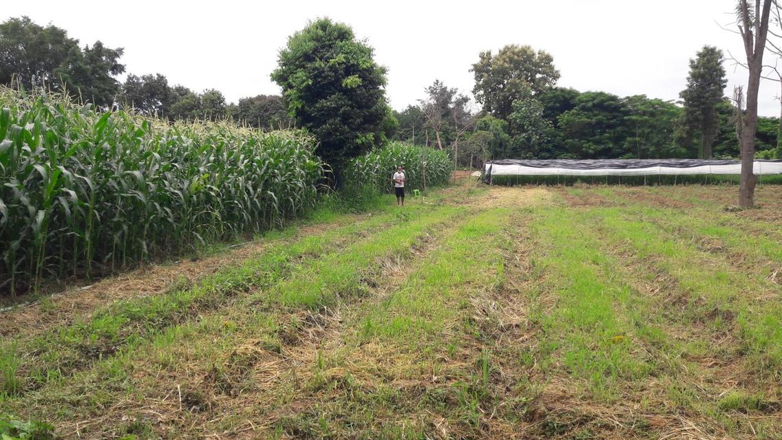 ขายที่ดินติดน้ำปิง เหมืองแก้ว แม่ริม 6