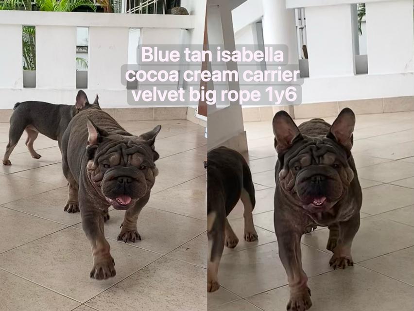 Frenchbulldog velvet big rope