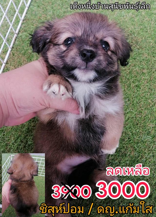 ชิสุผสมพุดเดิ้ล ชิสุห์ปอม ชิสุห์ชิวาว่า ชิวาว่าขนยาว
