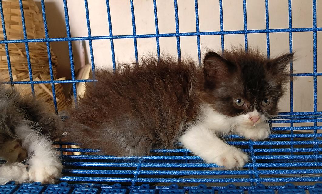 sale ลูกแมวสก็อตติชเปอร์เซีย รูปที่ 6