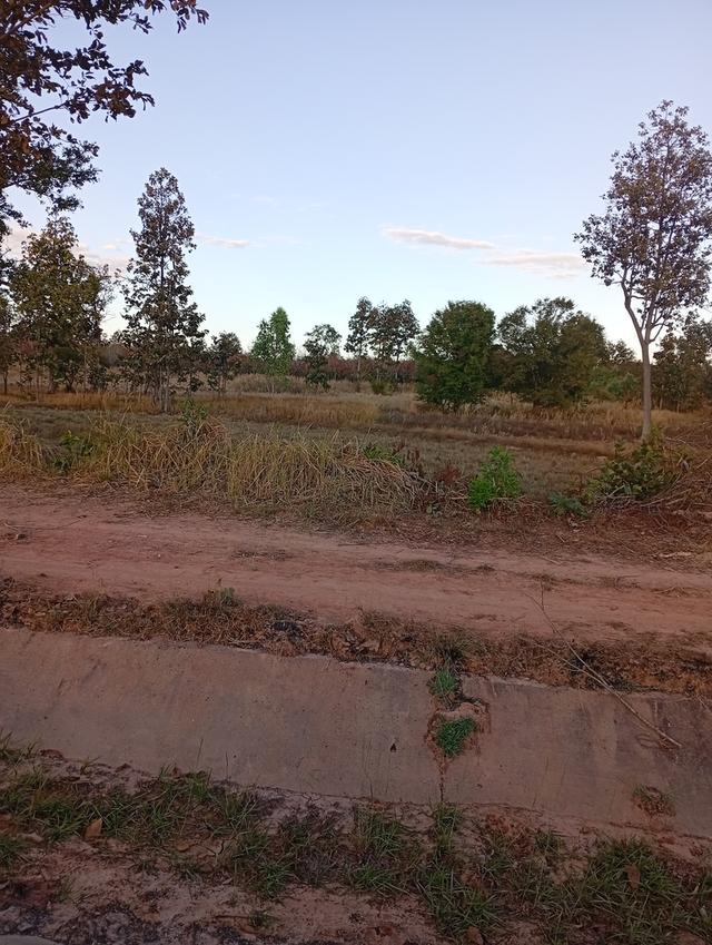 ที่ดินทุ่งนา 31 ไร่ 2 งาน 39 ตารางวา นส3. ติดคลองชลประทาน ใกล้ปั๊มน้ำมัน ห่างโรงพยาบาลโขงเจียม7กม. จ.อุบลราชธานีโขงเจียม รูปที่ 7