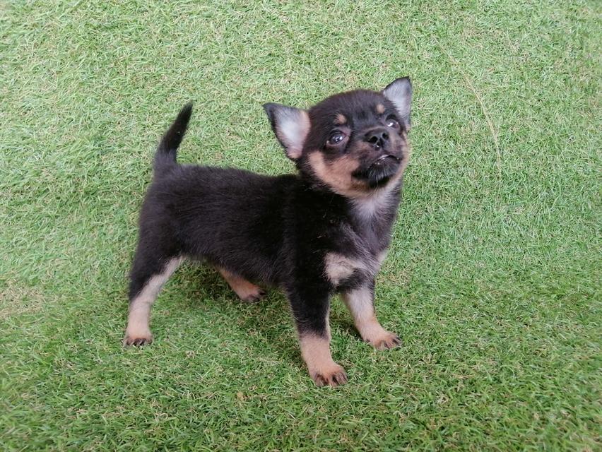 ชิวาว่าผสมปอม ขนสั้น เพศเมีย พร้อมย้าย รูปย่อยที่ 4