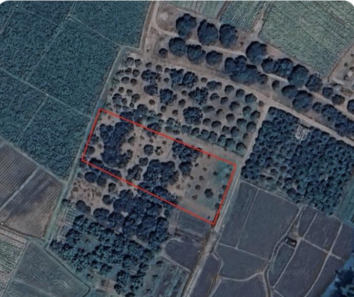 ที่ดิน อ.เชียงดาว  วิวดอยหลวง 1